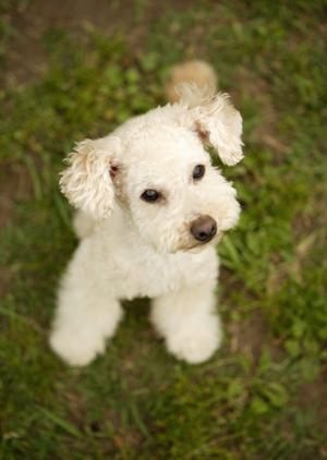 犬を預けるならこのペットホテルで