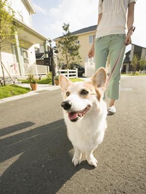 京都市にある「はっとり動物病院」