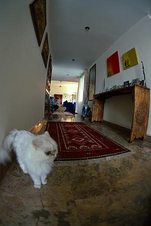 子犬のトイプードルが欲しいなら