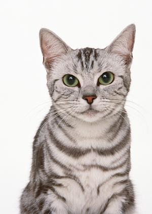 動物の救命救急センターがあります