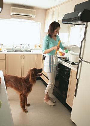 ペットショップで豆柴をお探しの方へ